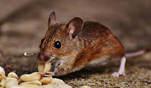 24 Hour & Emergency Exterminators in Rockaway, NJ